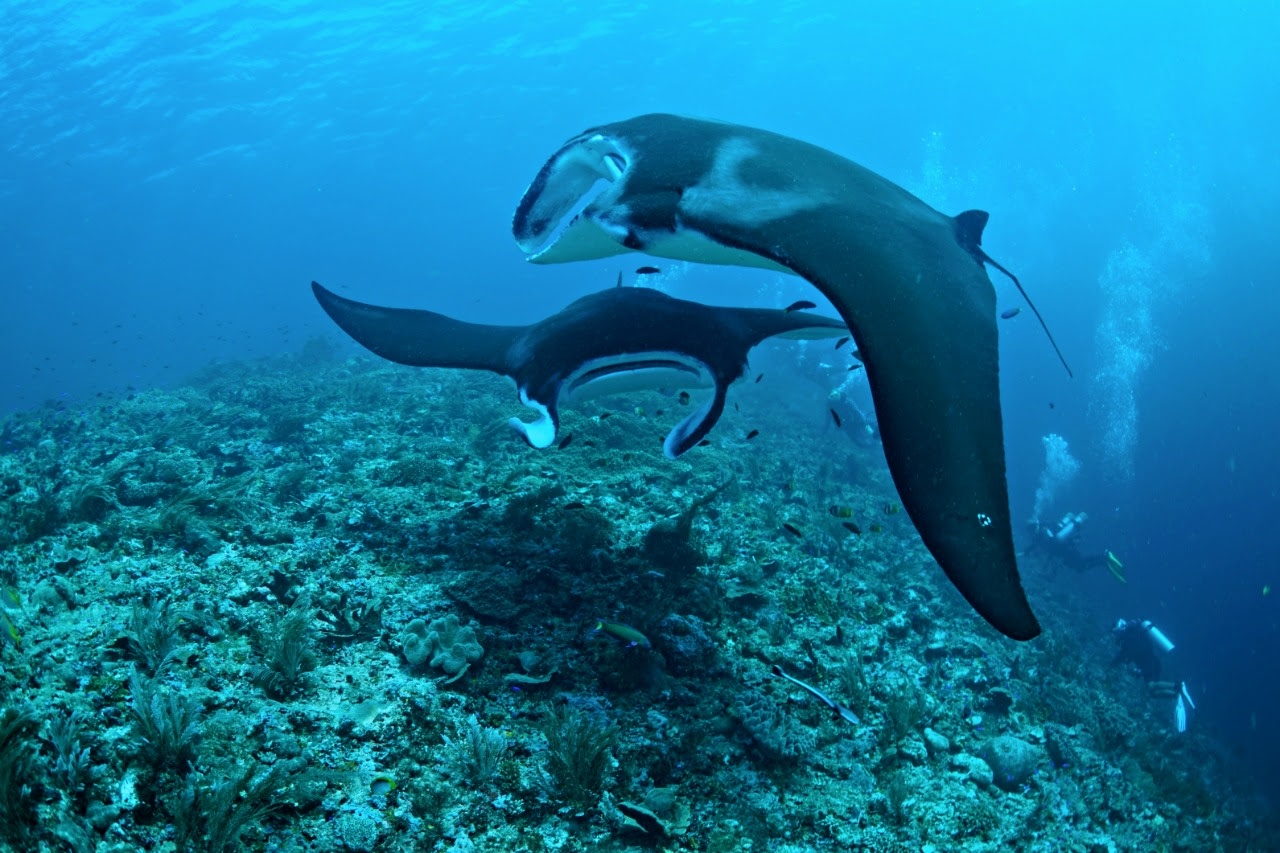 8 Spot Diving Terbaik di Raja Ampat Tawarkan Pengalaman Menyelam yang Tak Terlupakan (Part 2) Ikan Pari Manta di spot diving Blue Magic, Raja Ampat, Indonesia