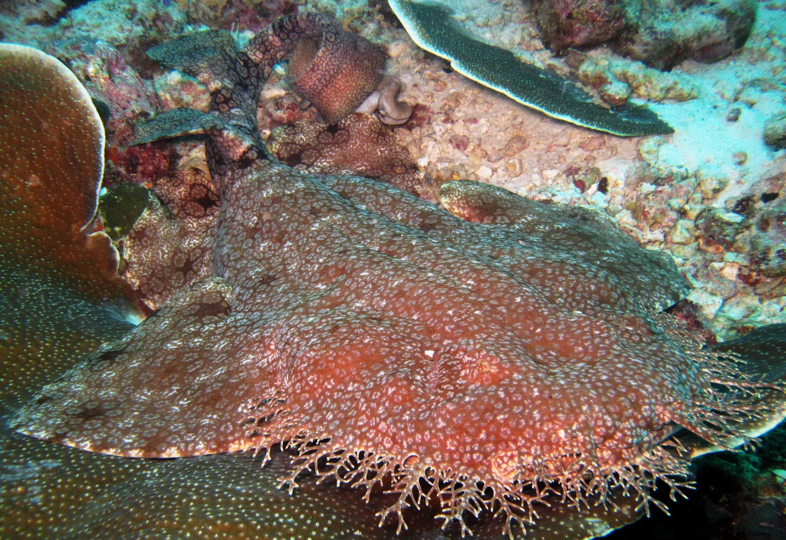 Hiu Karpet di perairan Raja Ampat, Papua, Indonesia