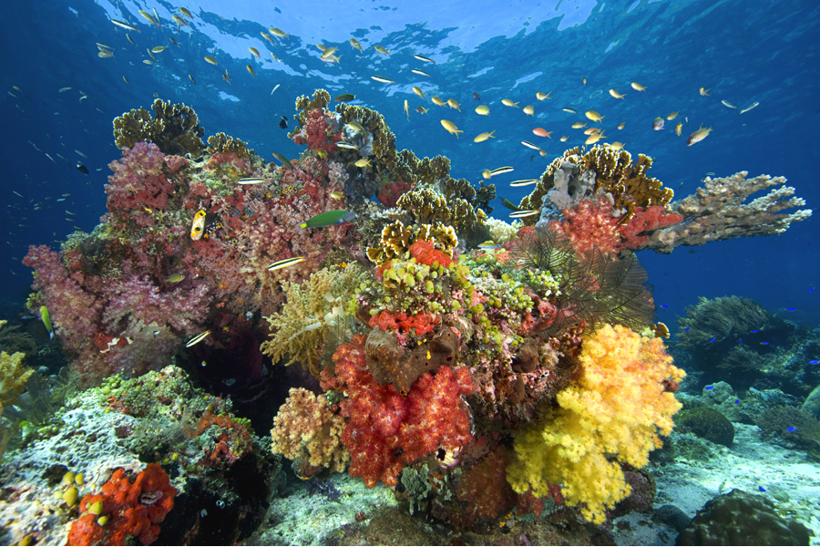 Keindahan terumbu karang di perairan Pulau Misool