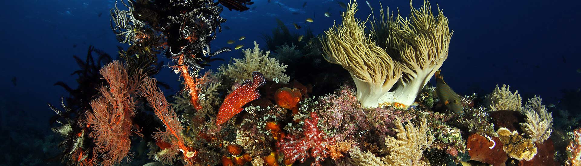 8 Spot Diving Terbaik di Raja Ampat Tawarkan Pengalaman Menyelam yang Tak Terlupakan (Part 2) Spot diving di Magic Mountain, Pulau Misoo, Kepulauan Raja Ampat Papua Indonesia