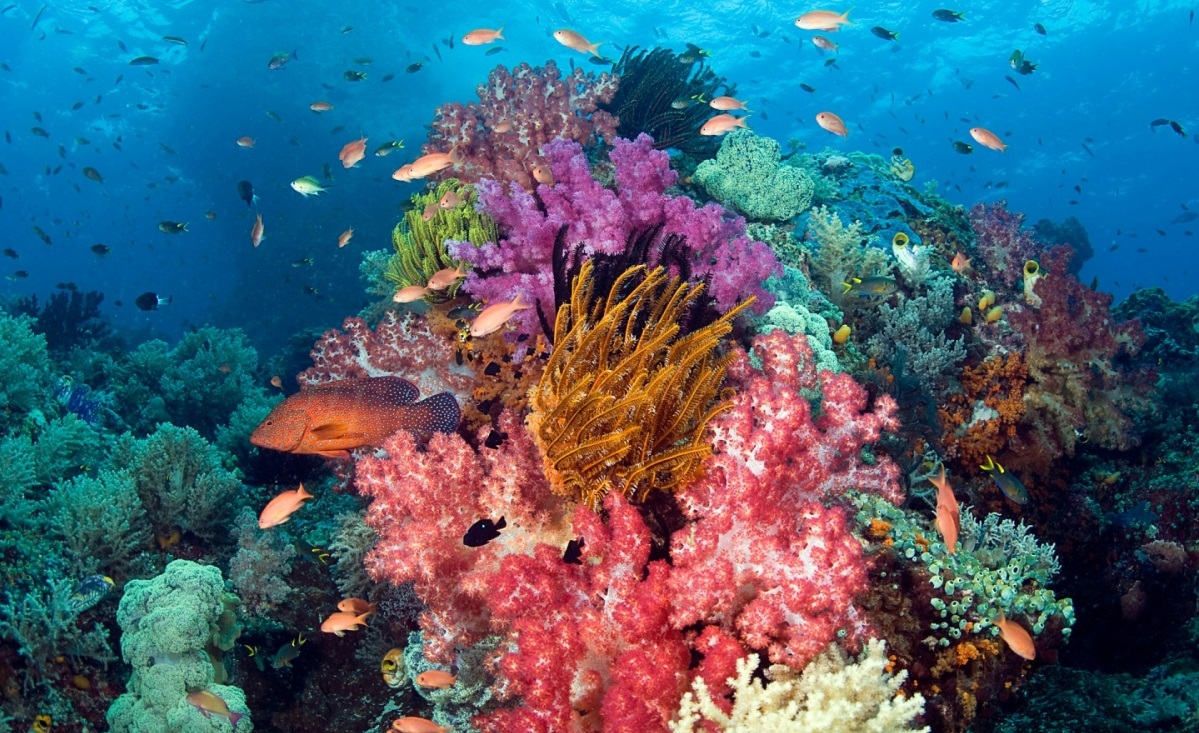 Pesona alam bawah laut saat scuba diving di Tanjung Kri, Raja Ampat, Indonesia