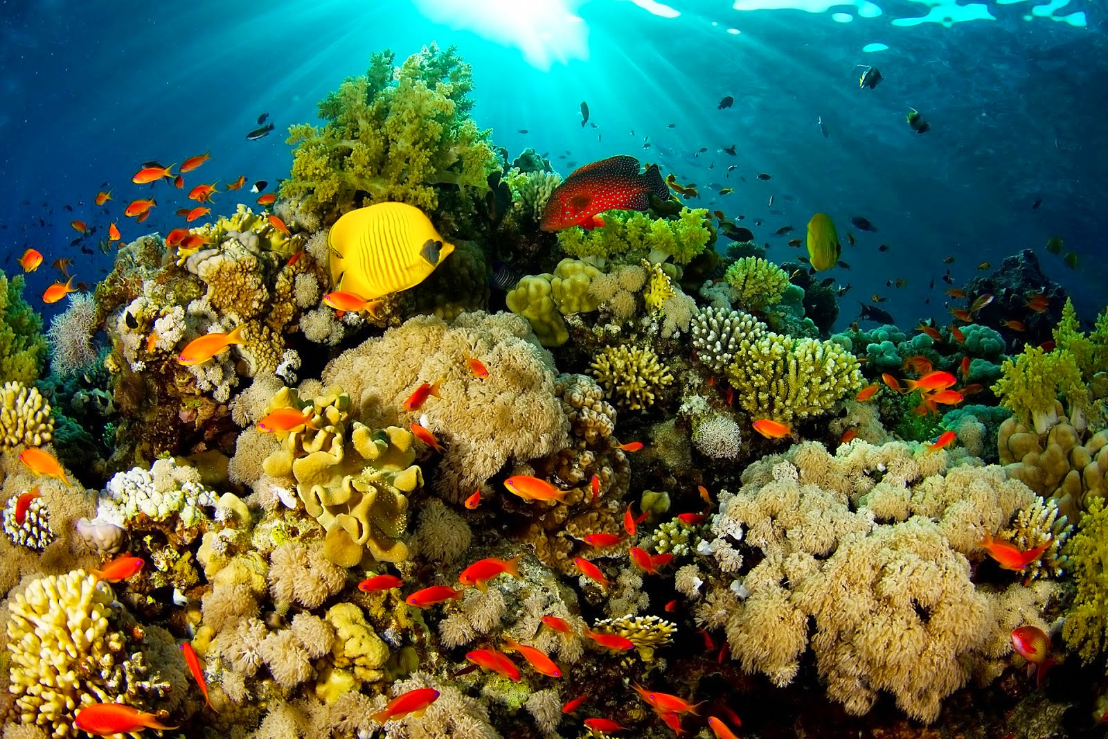 8 Spot Diving Terbaik di Raja Ampat Tawarkan Pengalaman Menyelam yang Tak Terlupakan