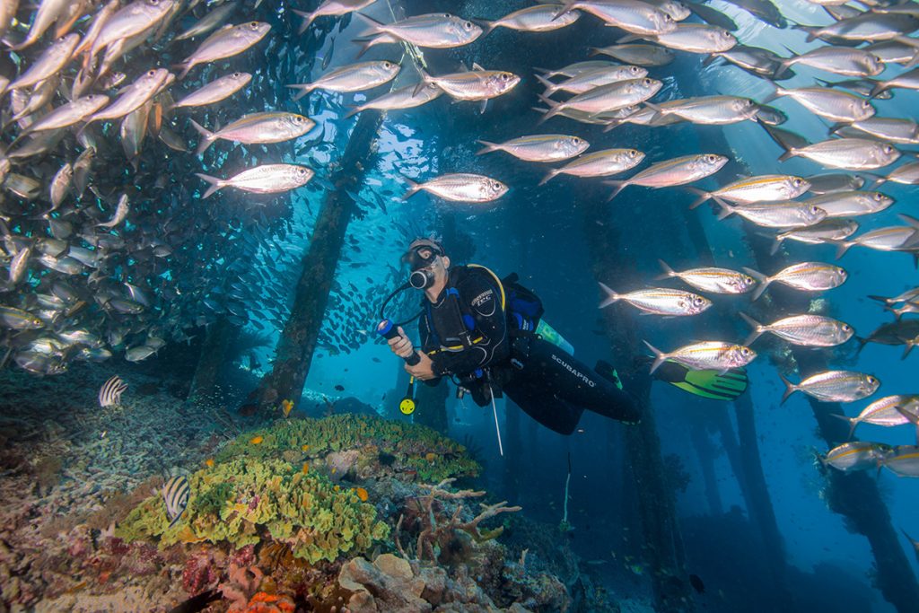8 Spot Diving Terbaik di Raja Ampat Tawarkan Pengalaman Menyelam yang Tak Terlupakan (Part 2) Spot Diving Arborek, Kepulauan Raja Ampat, Indonesia