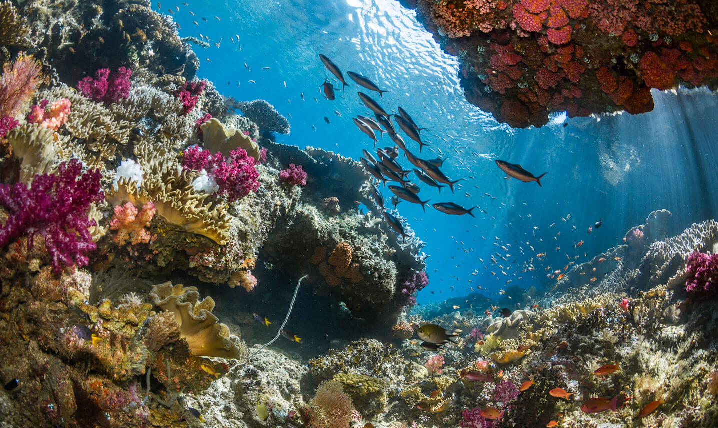 Istimewa! Satu Lagi Surga Spot Diving Dunia Milik Indonesia: Kepulauan Raja Ampat