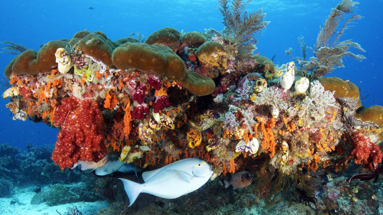 8 Spot Diving Terbaik di Raja Ampat Tawarkan Pengalaman Menyelam yang Tak Terlupakan (Part 2) Pemandangan terumbu karang di spot diving di Selat Dampier, Kepulauan Raja Ampat, Indonesia