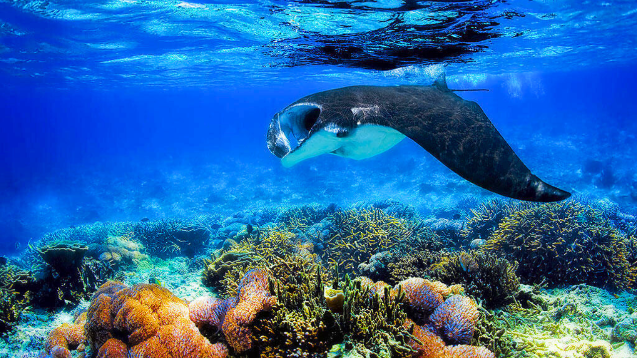 8 Spot Diving Terbaik di Raja Ampat Tawarkan Pengalaman Menyelam yang Tak Terlupakan (Part 2)