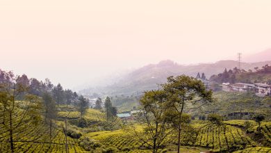 Kebun Teh di Kawasan Bogor