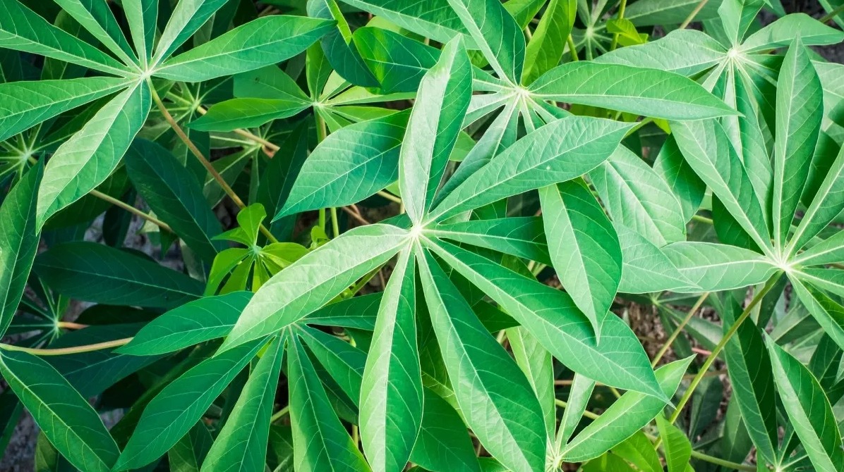 Cara Merebus Daun Singkong Agar Cepat Empuk dan Tetap Hijau