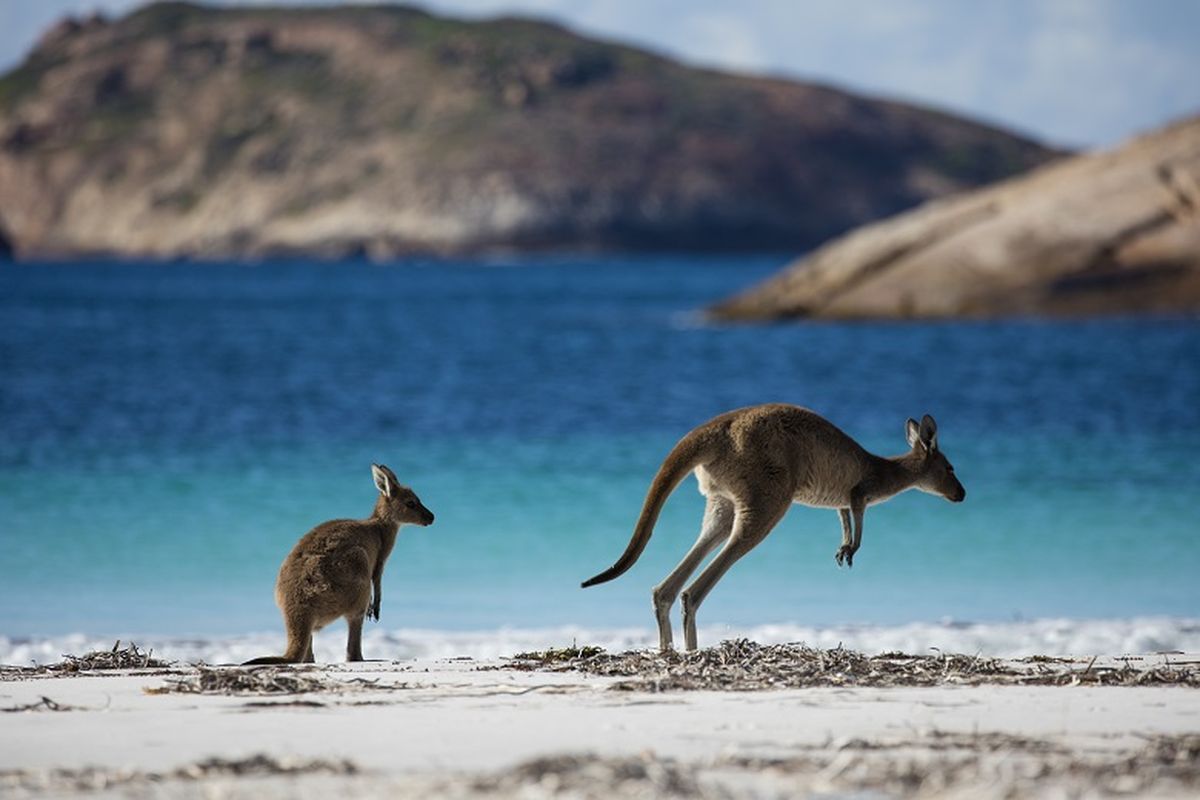 5 Petualangan Tak Terlupakan Bersama Satwa Liar di Australia Barat Lucky Bay