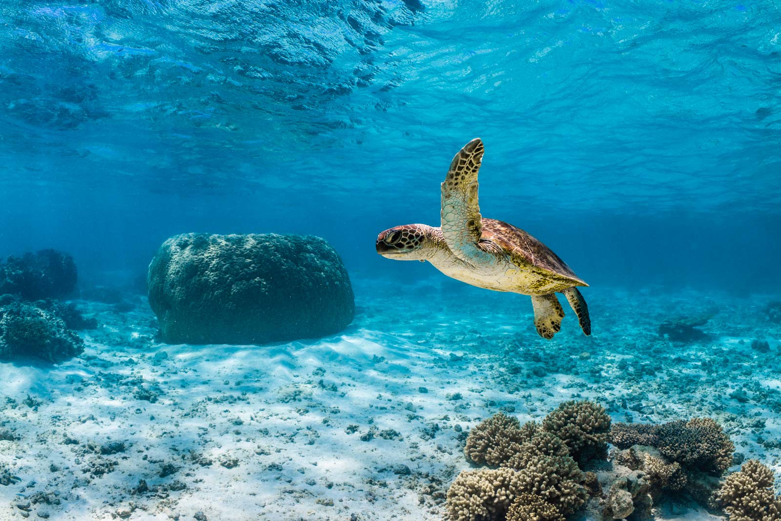 5 Petualangan Tak Terlupakan Bersama Satwa Liar di Australia Barat Ningaloo Reef