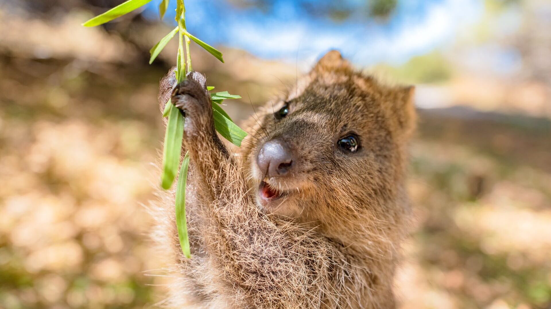 5 Petualangan Tak Terlupakan Bersama Satwa Liar di Australia Barat Quokka