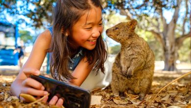 5 Petualangan Tak Terlupakan Bersama Satwa Liar di Australia Barat